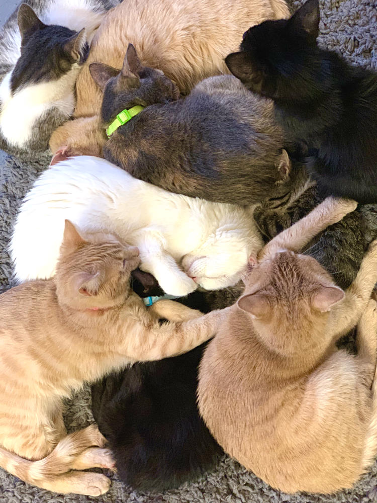 Cat pile at Cat Therapy 120518